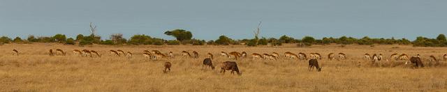 123 Okavango Delta, lierantilope en rode litschie.jpg